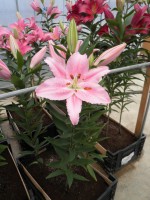 [1897 Mcaleese VH No02.JPG]